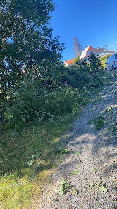 Trærne fjernes - 01.09.2020